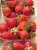 Importation, commercialisation de fraises / fraisiers et intrants agricoles - Image 3