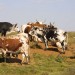Nguni Cattles à vendre