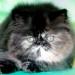 CHATON PERSAN