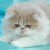 CHATON PERSAN - Image 3