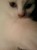 chaton croisé persan - Image 3