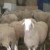 des mouton a vendre - Image 2 des mouton a vendre - Image 2