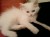 chaton croisé persan - Image 2