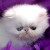 CHATON PERSAN - Image 2