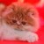 CHATON PERSAN - Image 1