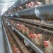 batiment d’elevage pour poulets de chiar et pondeuses