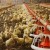 batiment d'elevage pour poulets de chair et pondeuses - Image 1 batiment d'elevage pour poulets de chair et pondeuses - Image 1