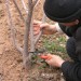 Taille traçage et plantation