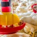 Fabrication, installation et Vente Materiel Avicole :  تجهيزات تربية الدواجن الجزائر