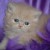 CHATONS PERSANS - Image 2