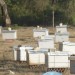 RUCHES PLEINES D’ABEILLES
