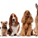 urgences veterinaire