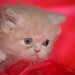 CHATONS PERSANS