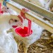 system d’alimentation de poulet de chair تغذ ية الدواجن