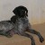 Chienne de chasse pointer anglais pure race - Image 3