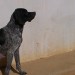 Chienne de chasse pointer anglais pure race