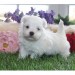 Disponible de suite adorable bichon maltaise contre bon soins