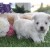 Disponible de suite adorable bichon maltaise contre bon soins - Image 1