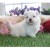 Disponible de suite adorable bichon maltaise contre bon soins - Image 2