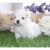 Disponible de suite adorable bichon maltaise contre bon soins - Image 3