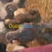 poussin de brahma tout les couleurs